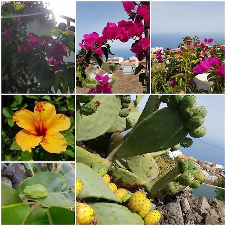 Primavera Peqa *